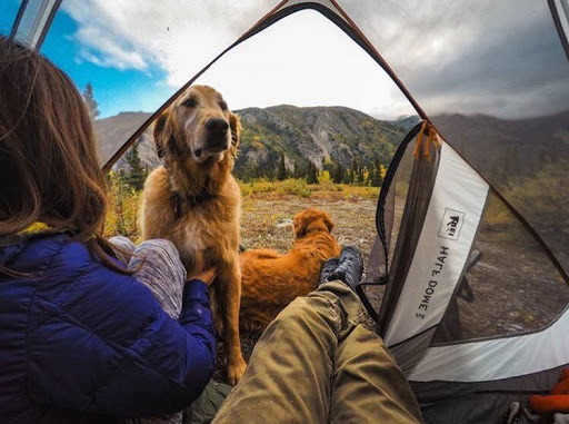 Tents for Camping with Dogs