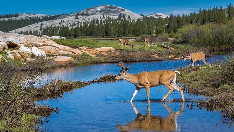 Camp In Yosemite