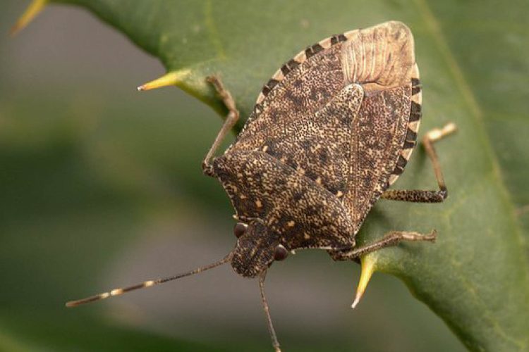 How to Keep Stink Bugs Out of Your Camper