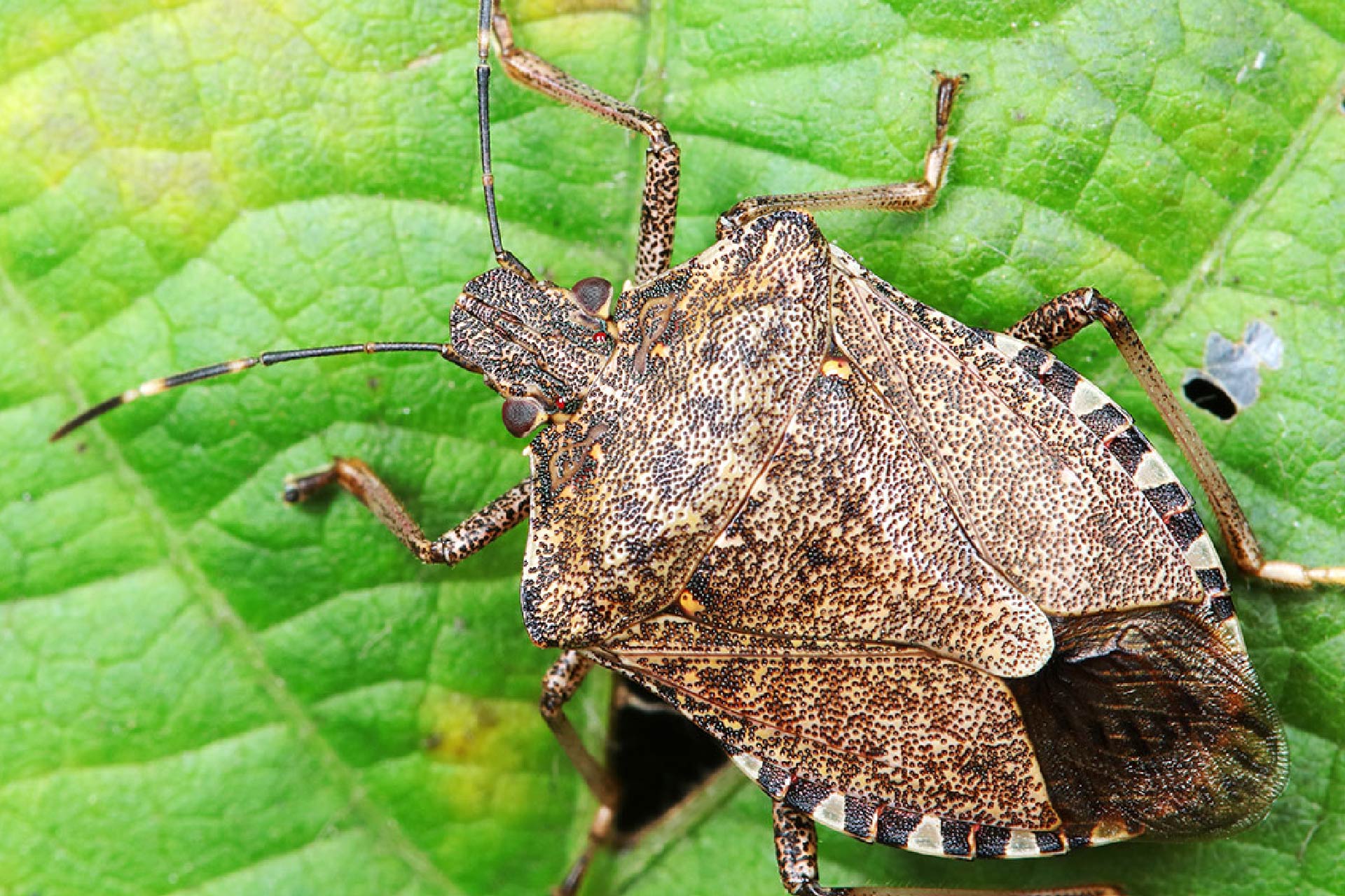 What Can I Do To Keep Stink Bugs Out Of My House