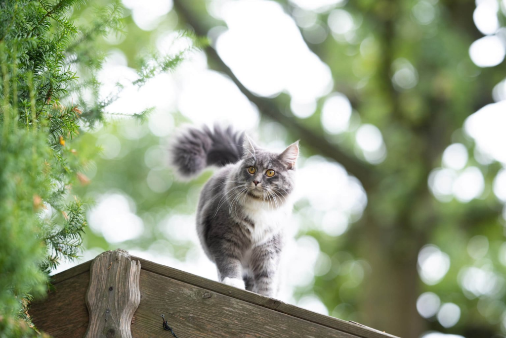 How to Take Your Cat Camping