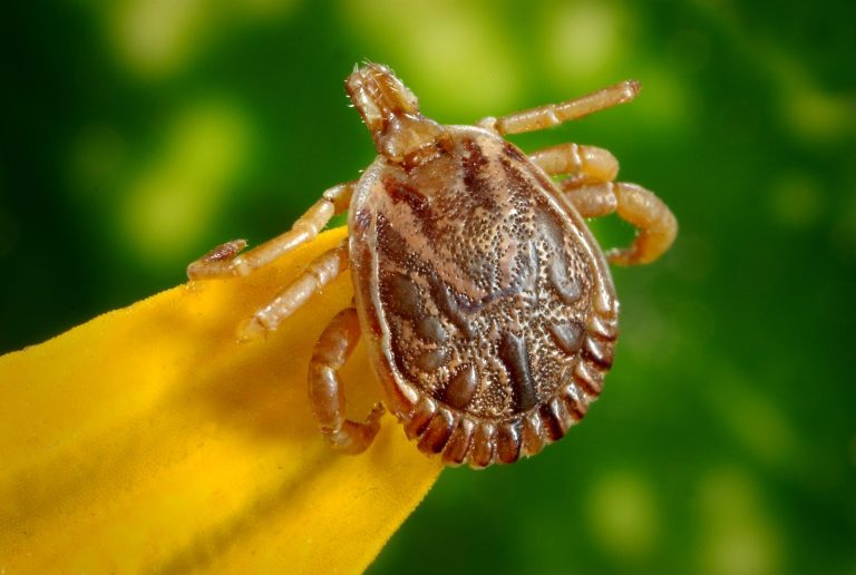 How to Avoid Ticks While Camping: 12 Easy Tips